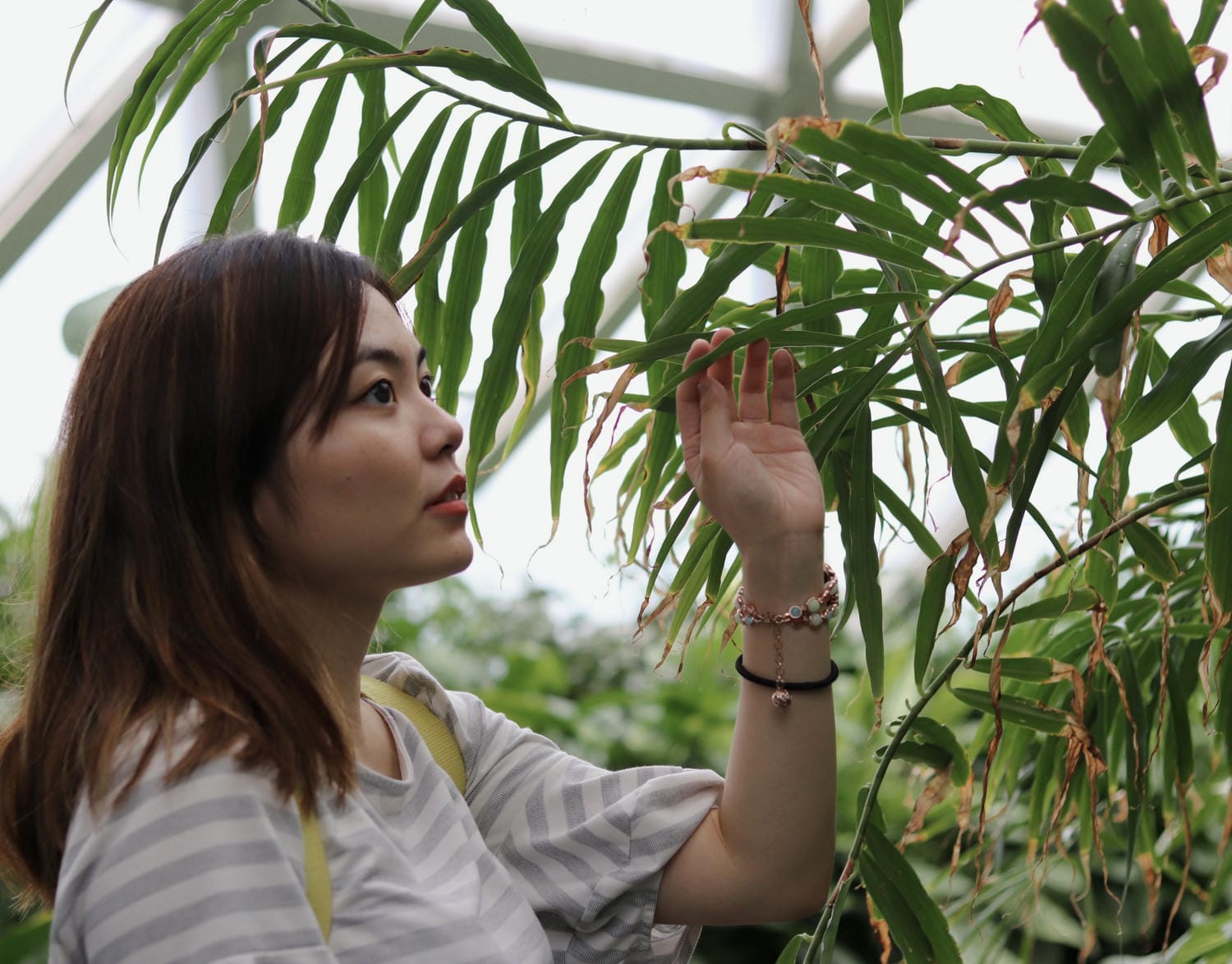 布里斯本庫薩山之旅Mount Coot-tha 市區看夜景最佳景點!特色植物園一日遊推薦 - 第6張圖 Mount Coot-Tha