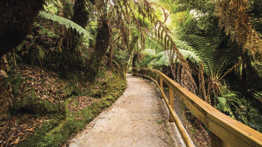 墨爾本大洋路rainforest walk
