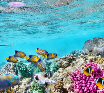 Best-Place-To-See-The-Great-Barrier-Reef