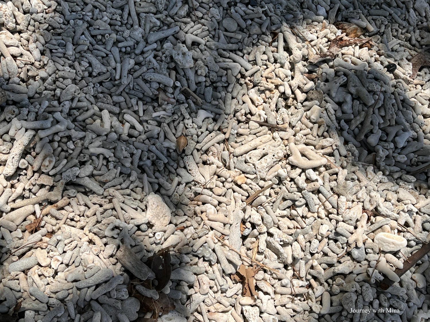 【大堡礁潛水】凱恩斯翡翠島 Fitzroy Island 體驗世界級珊瑚浮潛!超完整遊記攻略 - 第11張圖 大堡礁翡翠島 great barrier reef fitzroy island