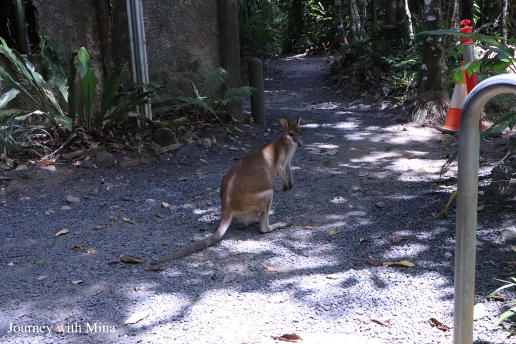 凱恩斯天空之城-帕羅尼拉公園 Cairns Paronella Park