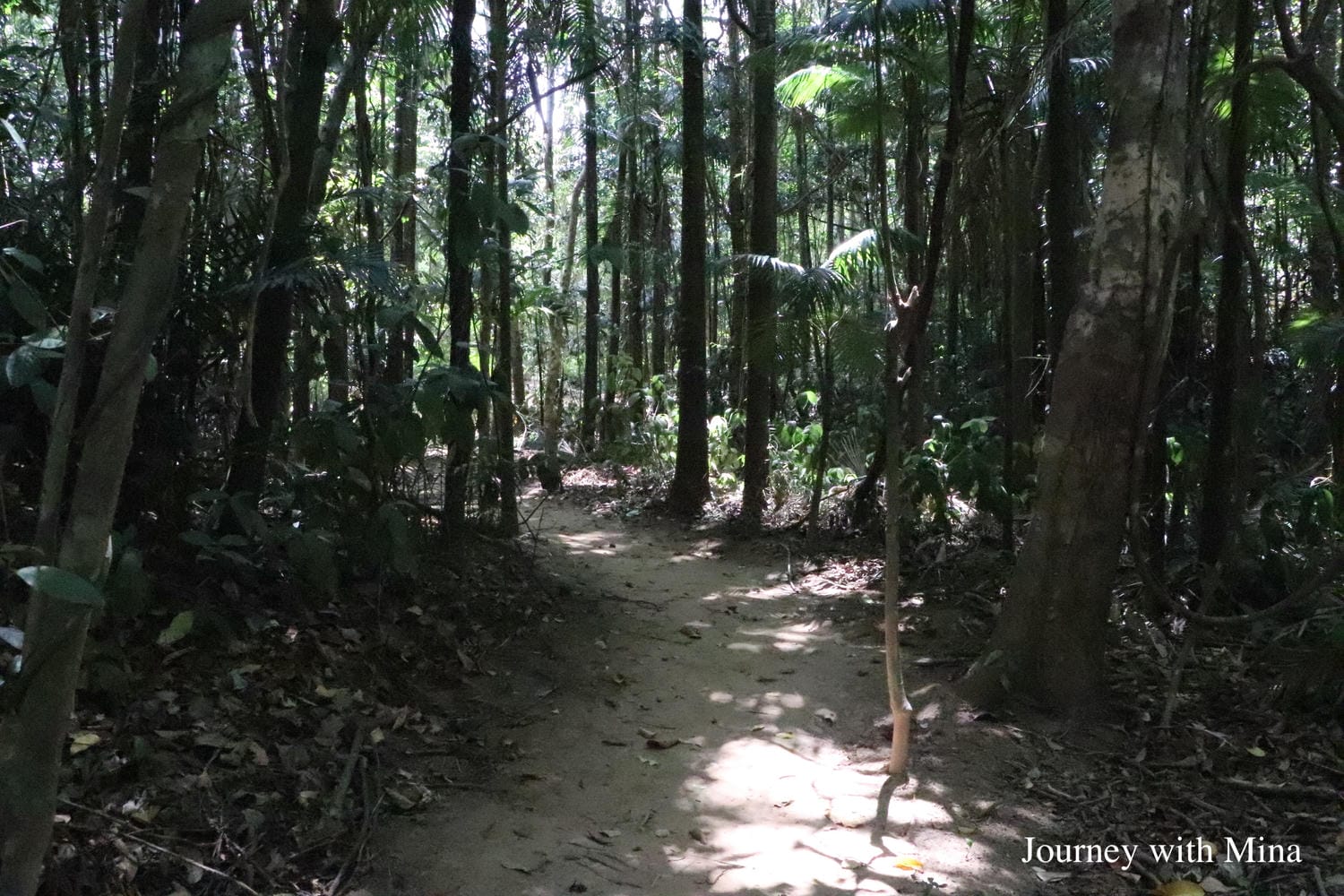 凱恩斯天空之城-帕羅尼拉公園竹林 Cairns Paronella Park bamboo