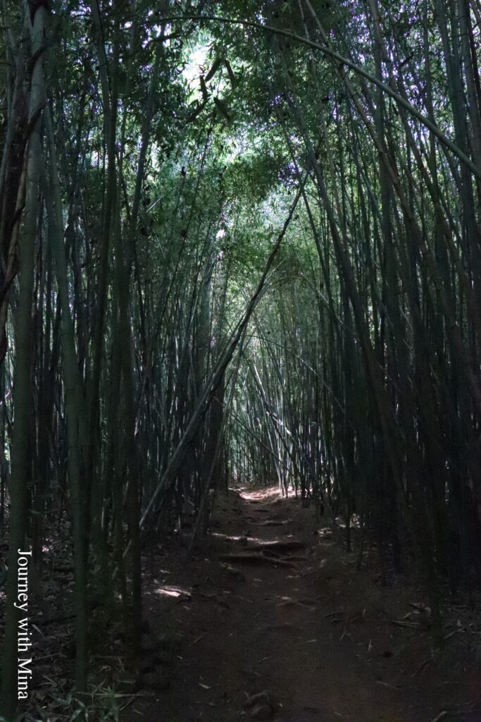 凱恩斯天空之城-帕羅尼拉公園竹林 Cairns Paronella Park bamboo