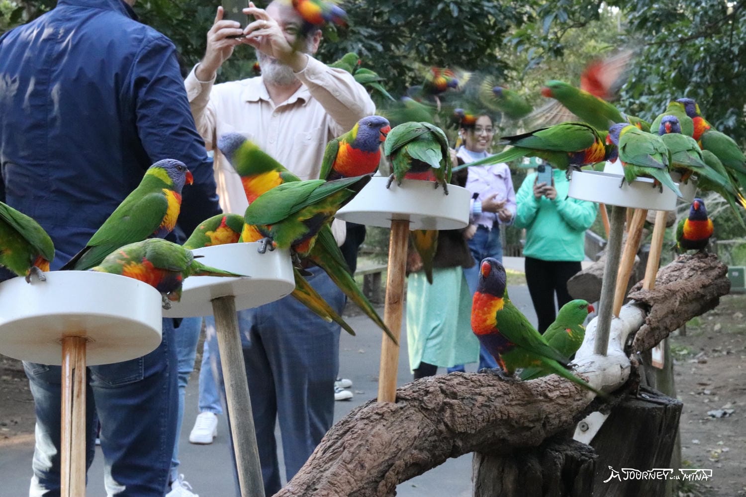 【布里斯本龍柏動物園】Lone Pine Zoo門票、交通資訊、必看表演、一日遊遊記 - 第4張圖 布里斯本龍柏一起抱無尾熊餵袋鼠吧! Lone Pine Zoo