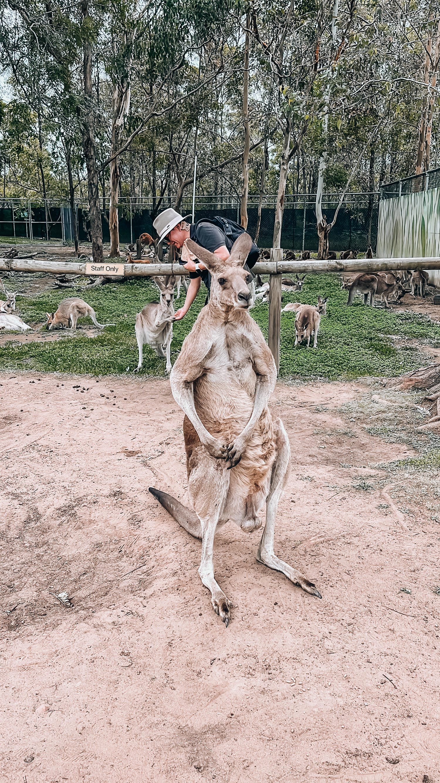 【布里斯本龍柏動物園】Lone Pine Zoo門票、交通資訊、必看表演、一日遊遊記 - 第1張圖 布里斯本龍柏一起抱無尾熊餵袋鼠吧! Lone Pine Zoo
