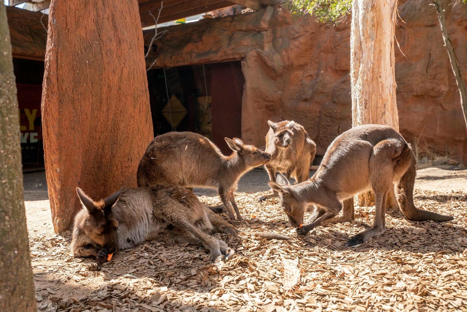 wildlife-zoo