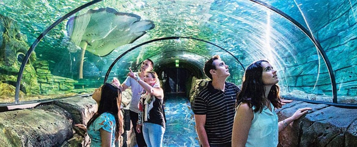 雪梨海洋生物水族館(Sea Life Sydney Aquarium)