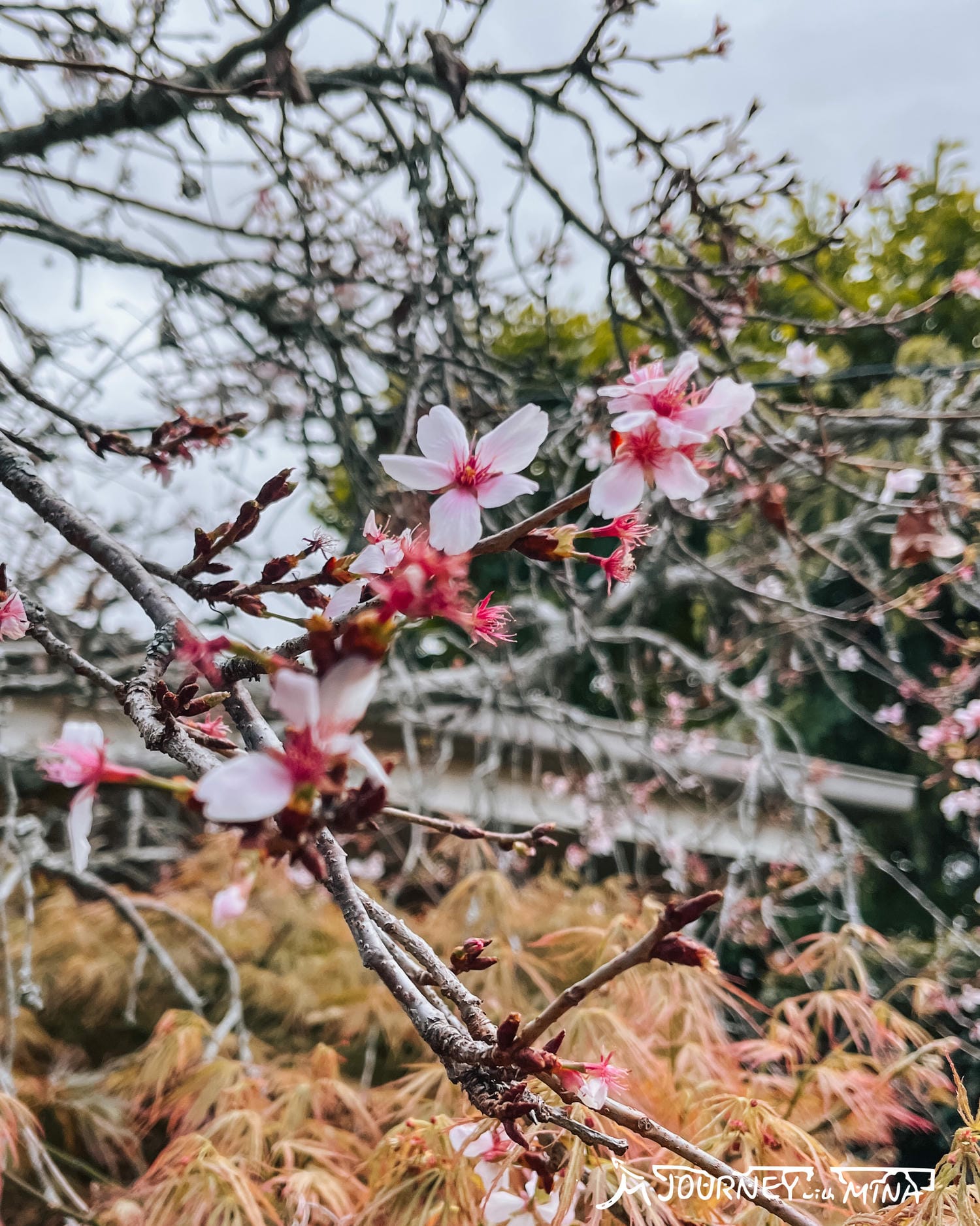 【Toowoomba花展】9-10月限定布里斯本近郊景點! Carnival of flowers - 第8張圖 Toowoomba花展