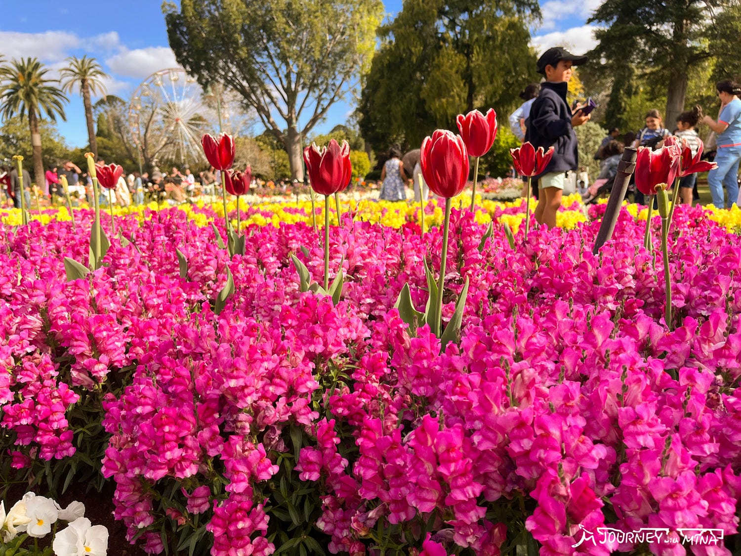 【Toowoomba花展】9-10月限定布里斯本近郊景點! Carnival of flowers - 第4張圖 Toowoomba花展