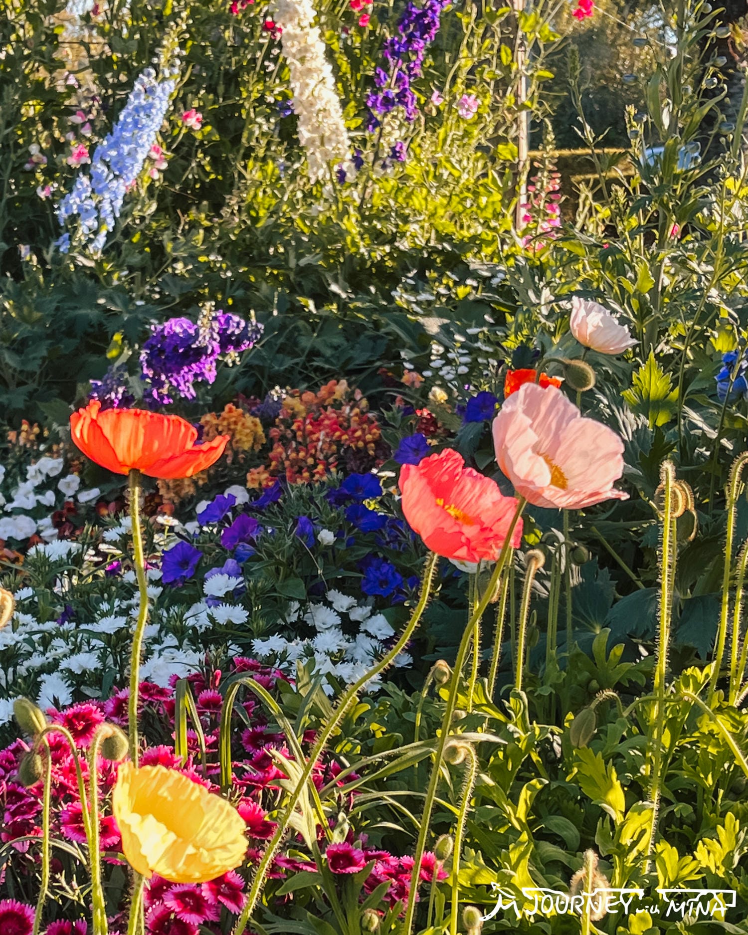 【Toowoomba花展】9-10月限定布里斯本近郊景點! Carnival of flowers - 第10張圖 Toowoomba花展