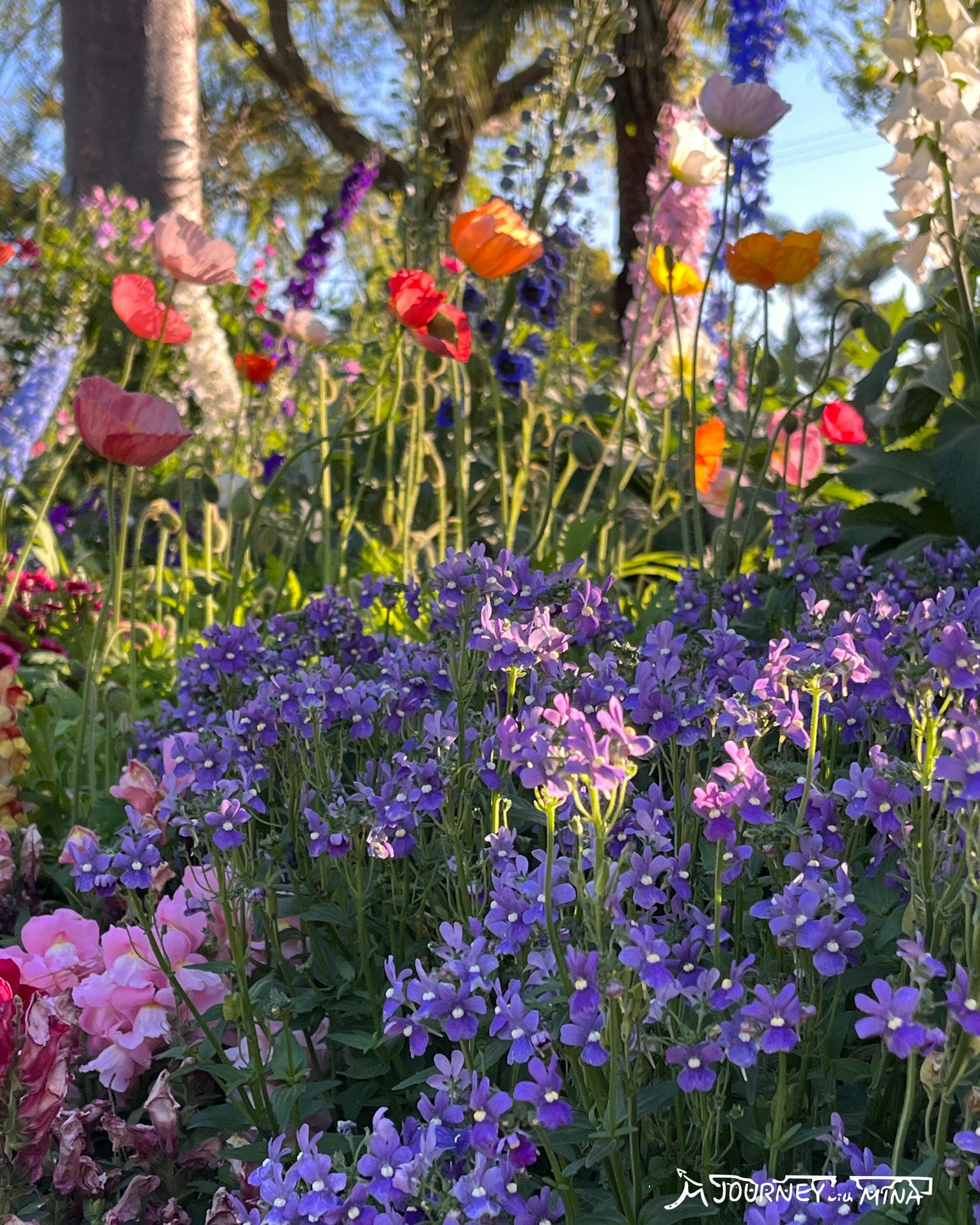 【Toowoomba花展】9-10月限定布里斯本近郊景點! Carnival of flowers - 第5張圖 Toowoomba花展