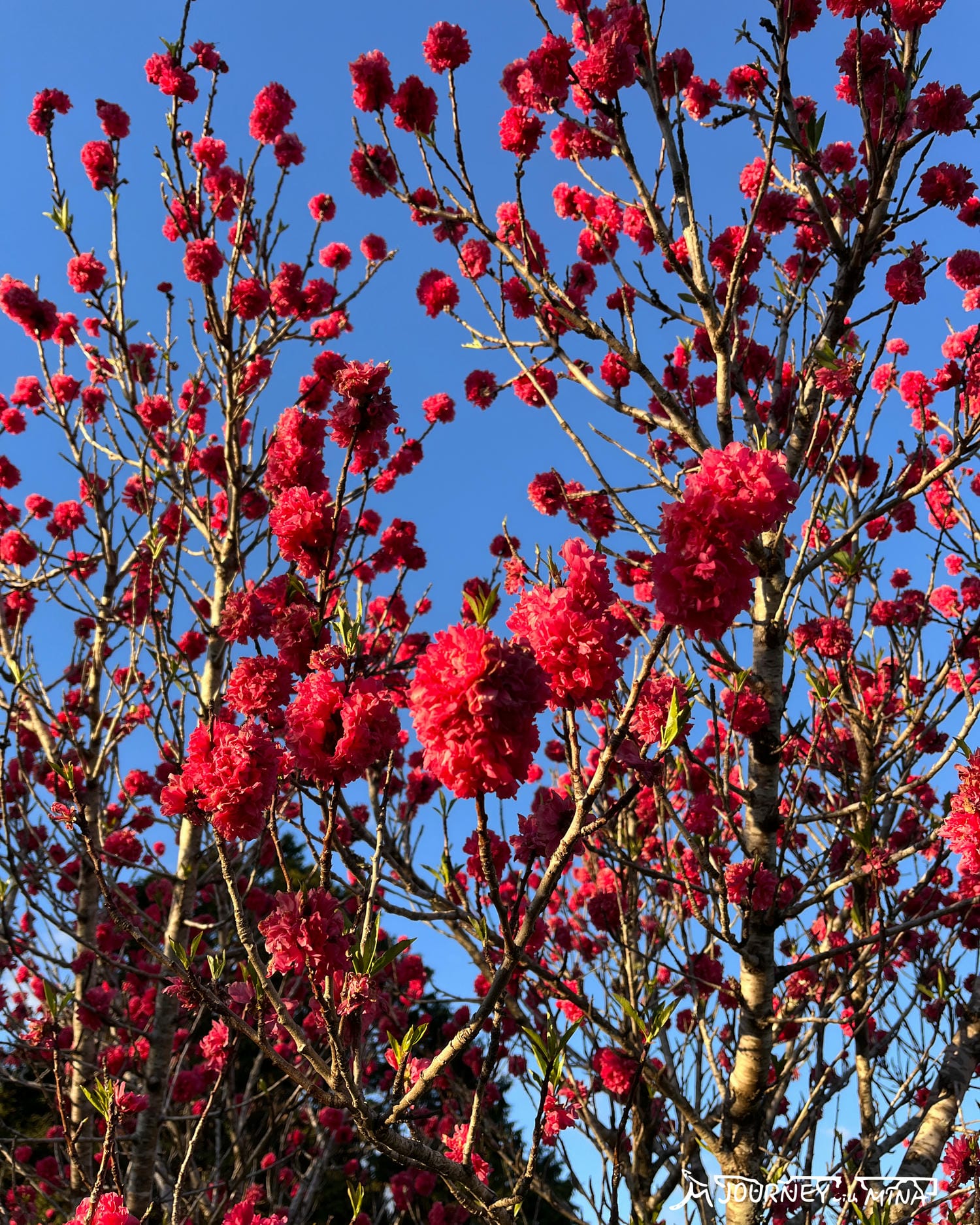【Toowoomba花展】9-10月限定布里斯本近郊景點! Carnival of flowers - 第9張圖 Toowoomba花展