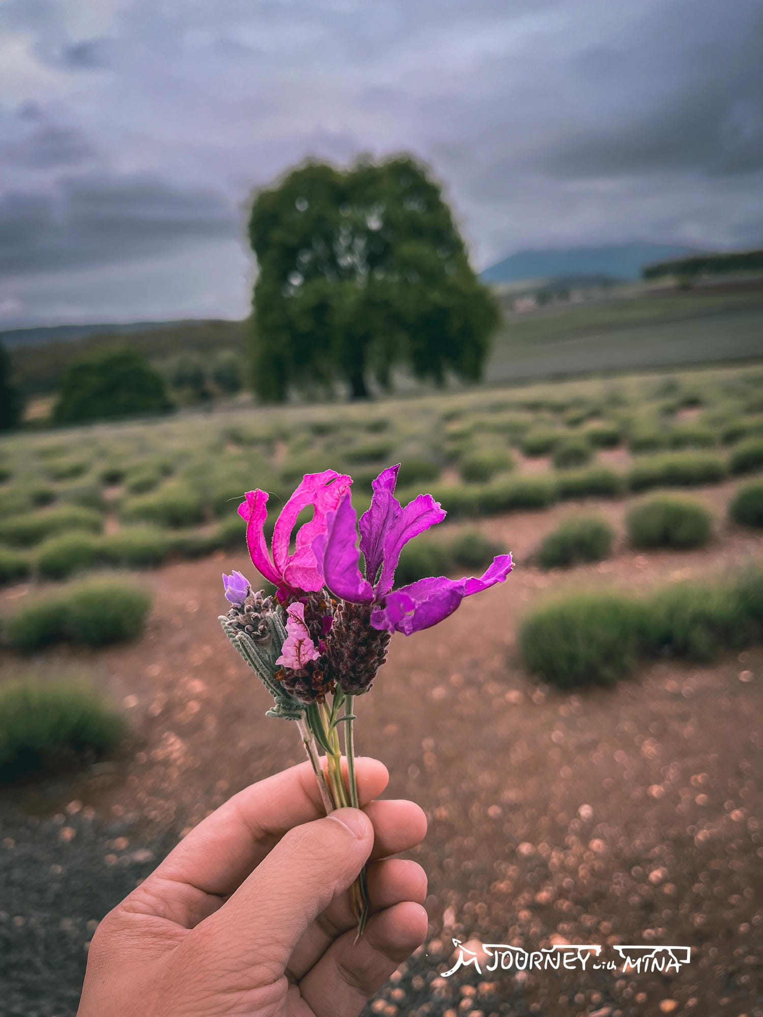 塔斯馬尼亞薰衣草 Bridestowe Lavender Farm