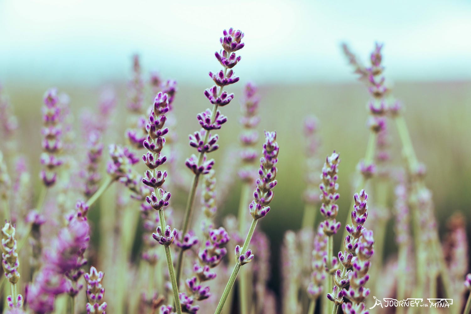 塔斯馬尼亞薰衣草 Bridestowe Lavender Farm