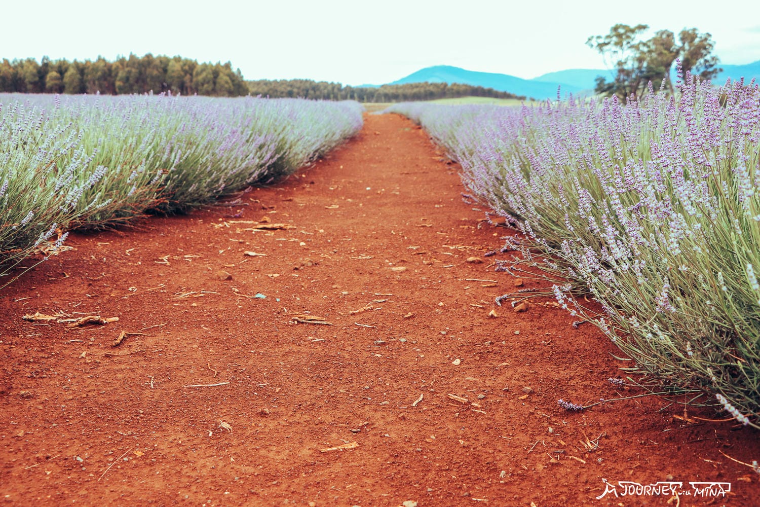塔斯馬尼亞薰衣草 Bridestowe Lavender Farm