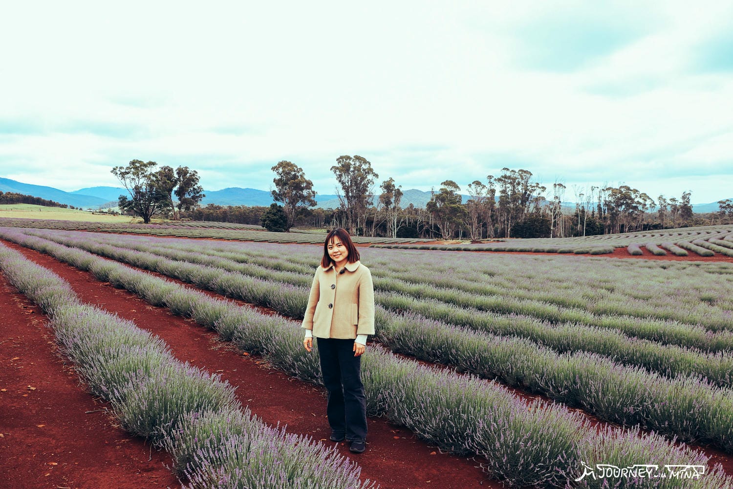 塔斯馬尼亞薰衣草 Bridestowe Lavender Farm