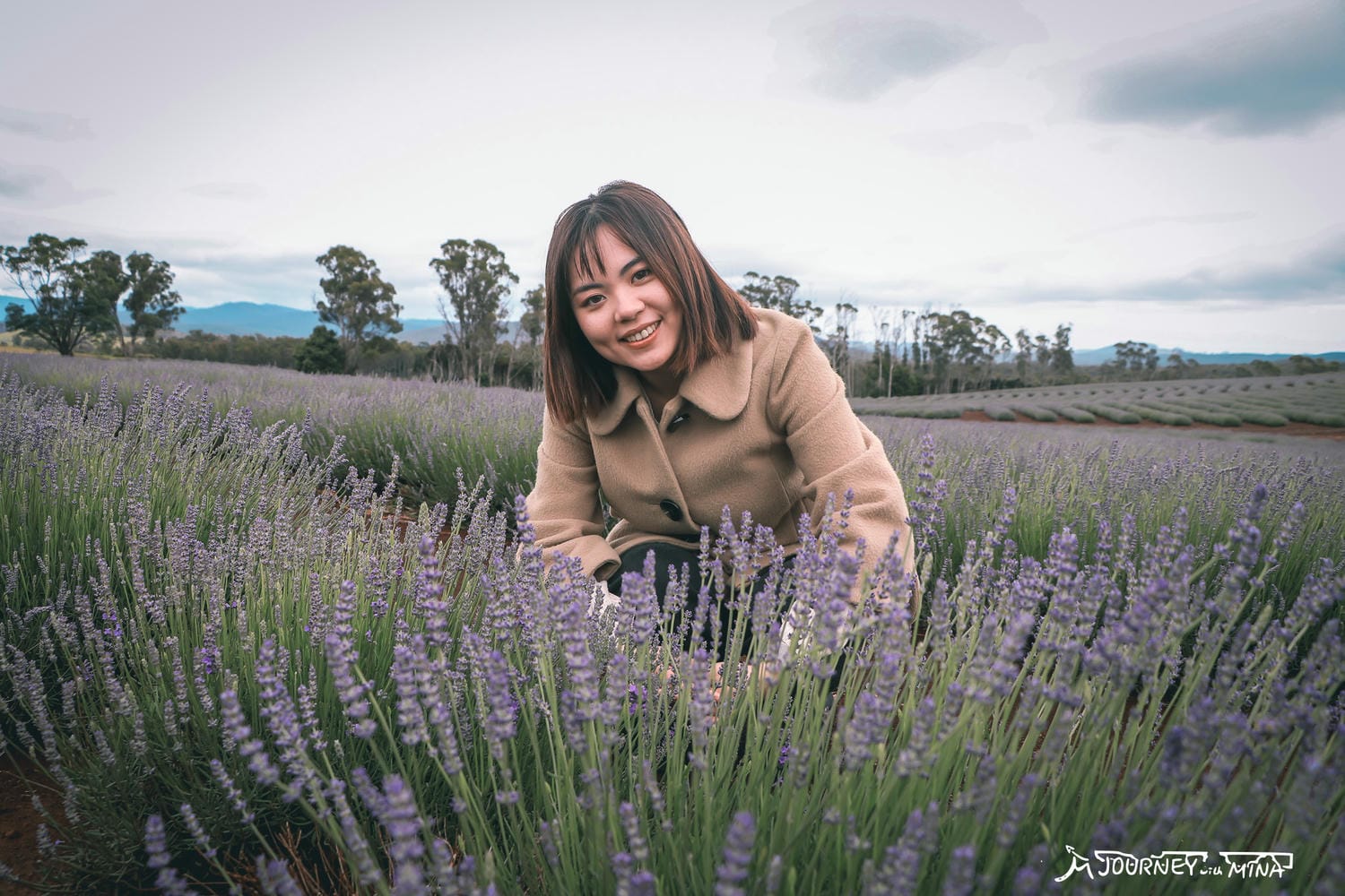 塔斯馬尼亞景點  Bridestowe Lavender Farm