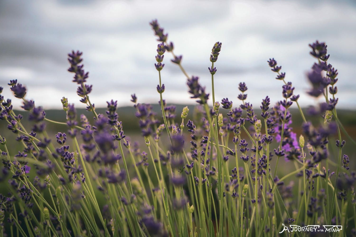 塔斯馬尼亞薰衣草 Bridestowe Lavender Farm