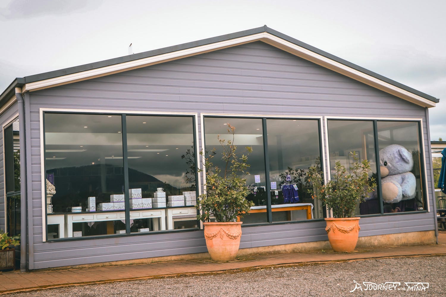 塔斯馬尼亞薰衣草 Bridestowe Lavender Farm