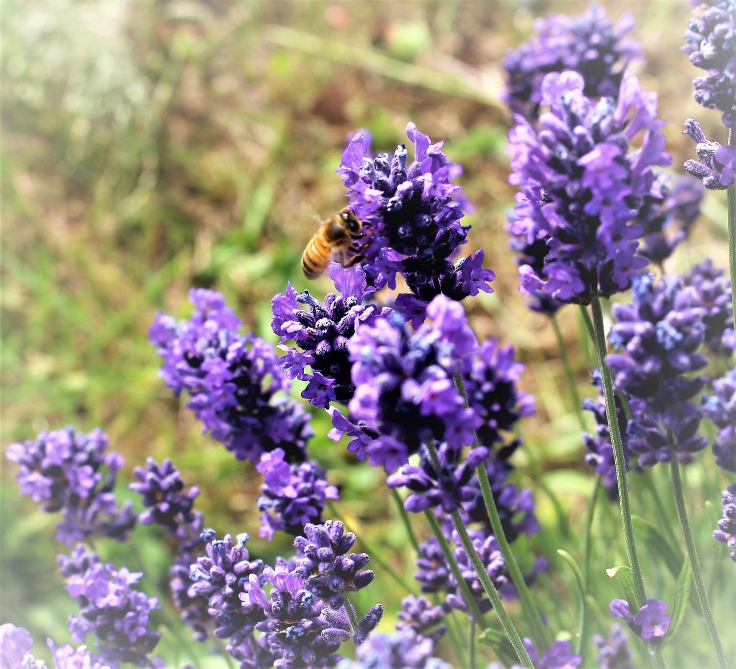 塔斯馬尼亞薰衣草 Lavender House Perfumery