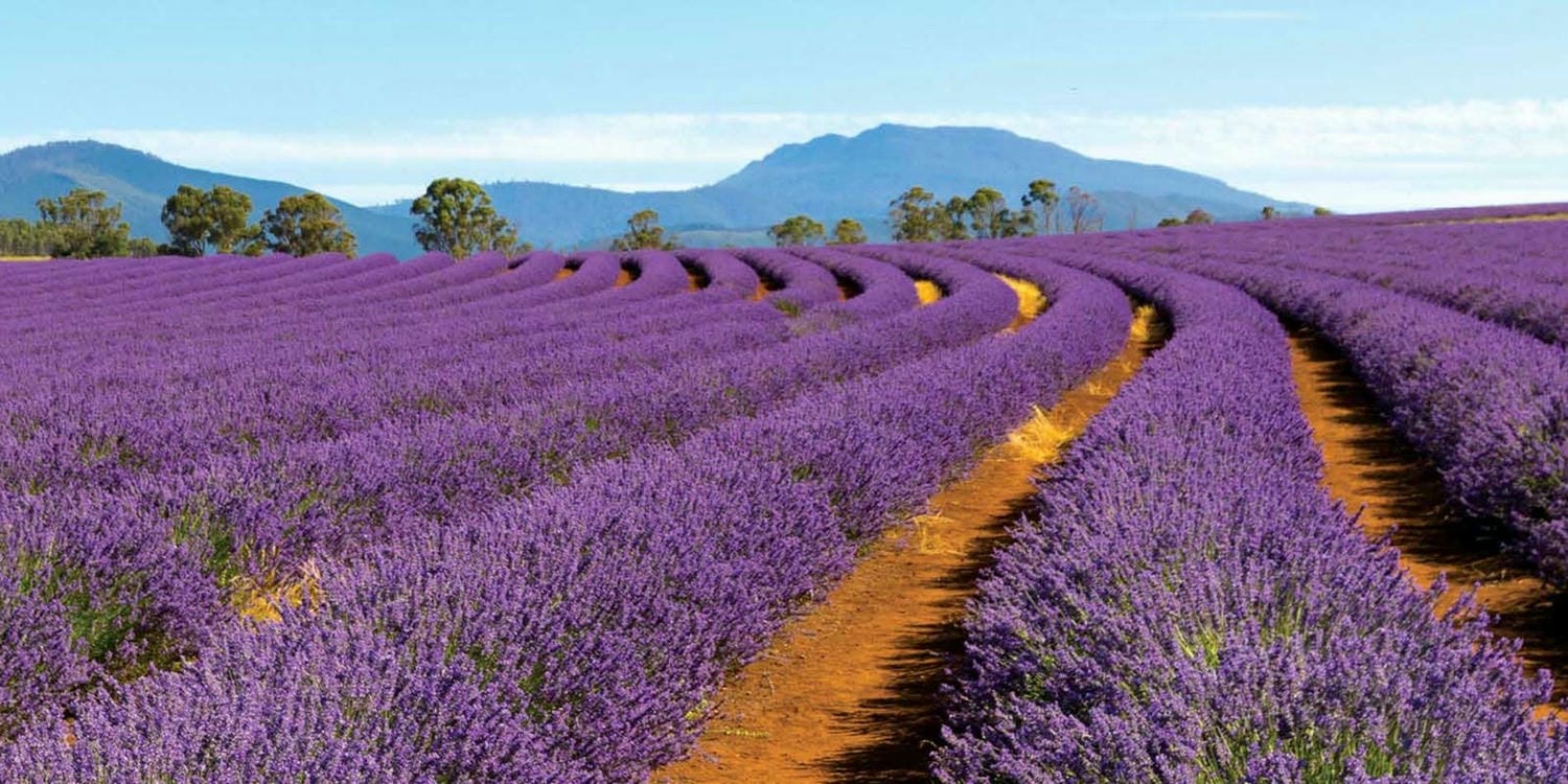塔斯馬尼亞薰衣草森林 Bridestowe Lavender Farm