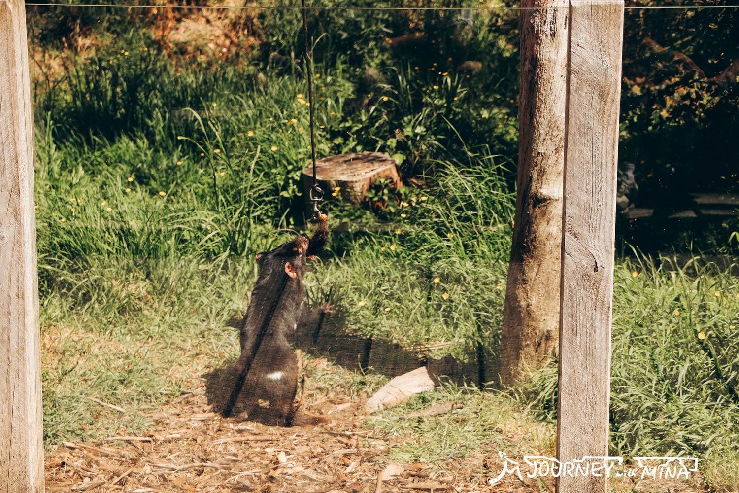 Tasmanian Devil Unzoo 塔斯馬尼亞惡魔動物園