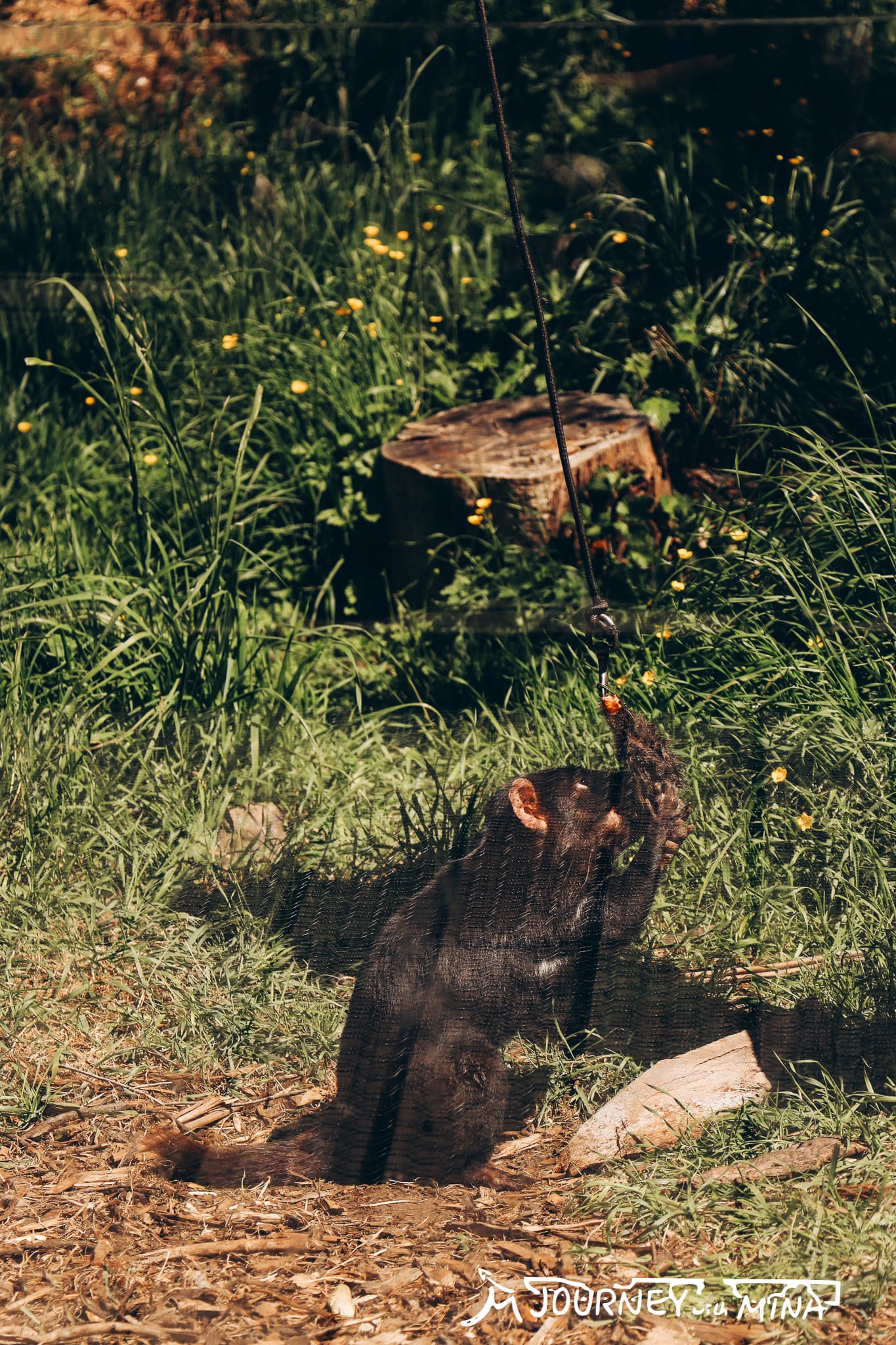 Tasmanian Devil Unzoo 塔斯馬尼亞惡魔動物園