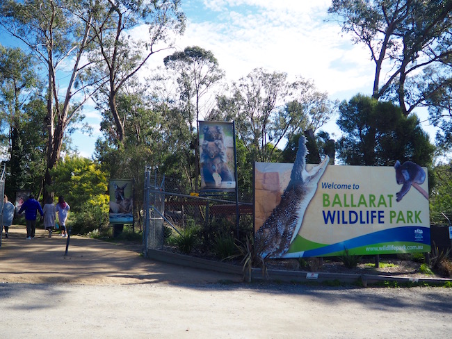 墨爾本巴拉瑞特野生動物園 Ballarat Wildlife Park