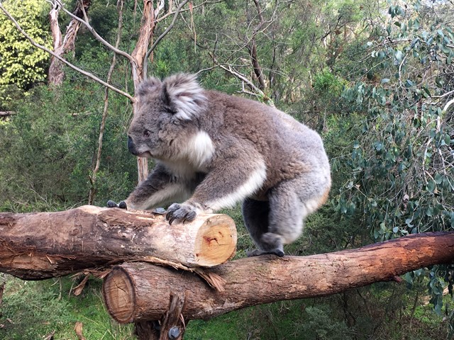 墨爾本親子必去菲利浦島一日遊無尾熊保育中心 Koala Conservation Centre