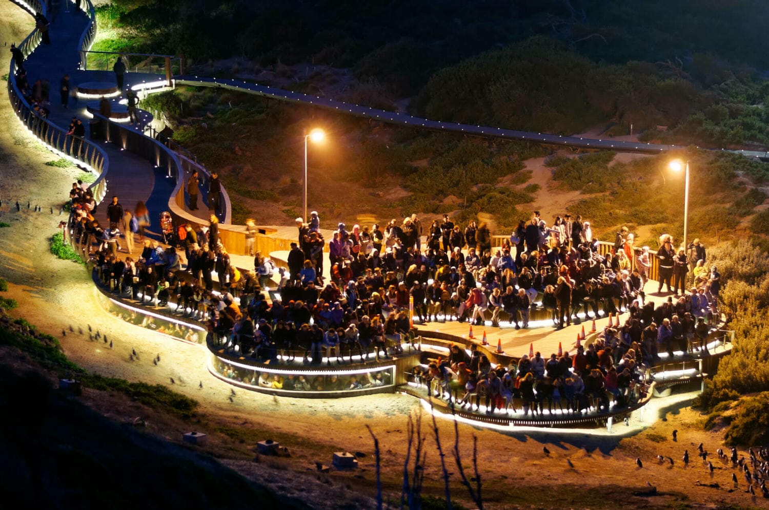 【墨爾本菲利浦島】親子必去!全世界企鵝最多的地方竟在澳洲?行程/交通/一日遊攻略 - 第10張圖 墨爾本親子必去菲利浦島一日遊
菲利浦島企鵝歸巢