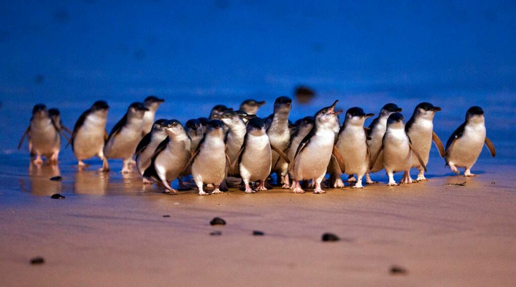 墨爾本親子必去菲利浦島一日遊企鵝歸巢
