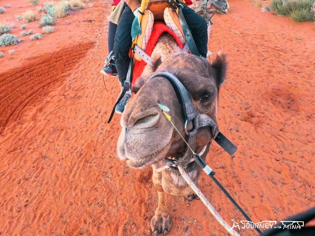 烏魯魯騎駱駝日出體驗 Uluru camel riding experience