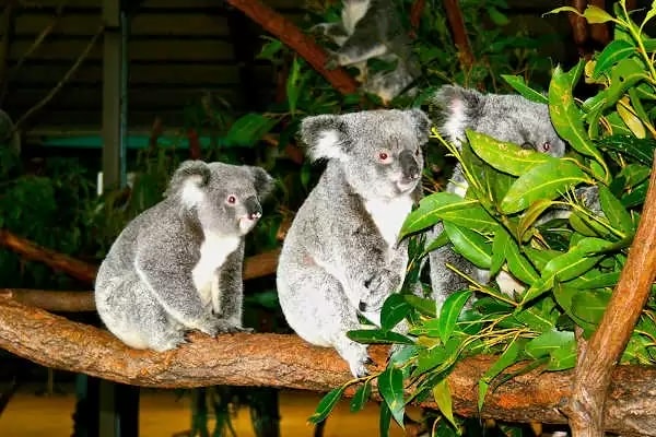 庫倫賓動物園抱無尾熊 Currumbin Wildlife Sanctuary
