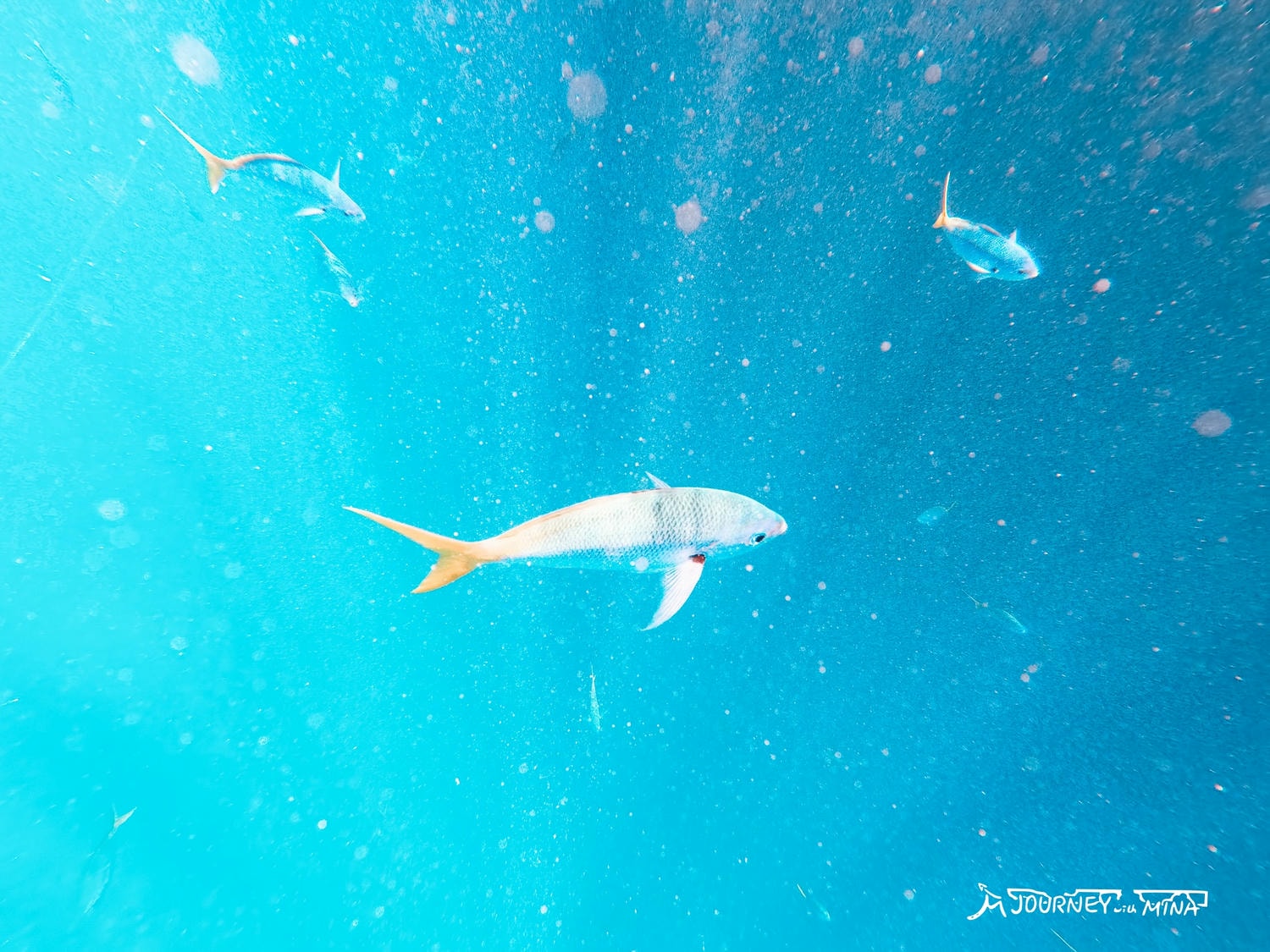 【聖靈群島大堡礁】搭遊艇前往無人秘境?珊瑚、海龜、絕美夕陽 Great Barrier Reef - 第15張圖 【聖靈群島大堡礁】搭遊艇前往無人秘境?珊瑚、海龜、絕美夕陽 Great Barrier Reef