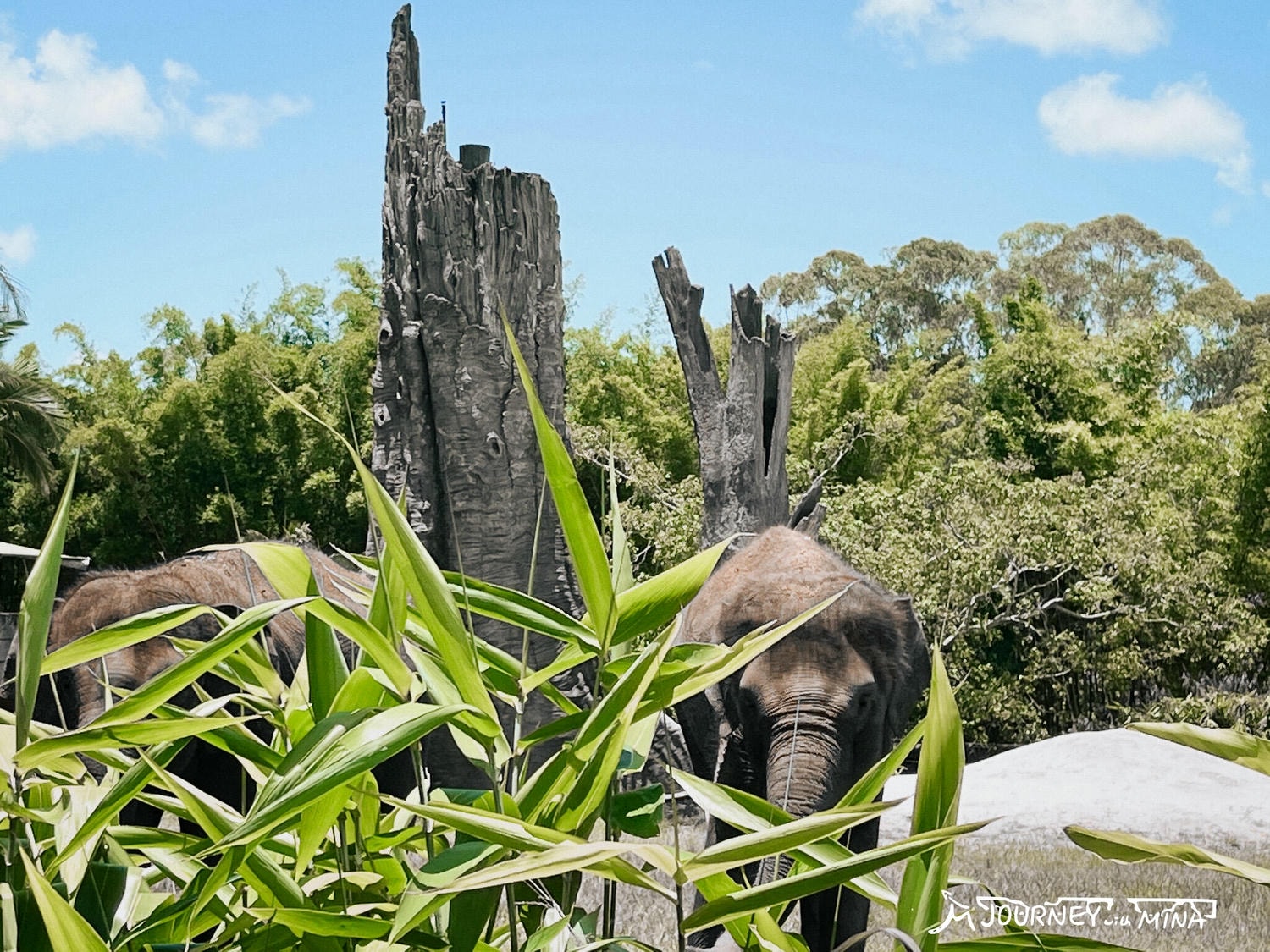 【澳洲動物園推薦】全澳最大Australia Zoo 門票、表演、交通全攻略!鱷魚先生、抱無尾熊、非洲動物 - 第10張圖