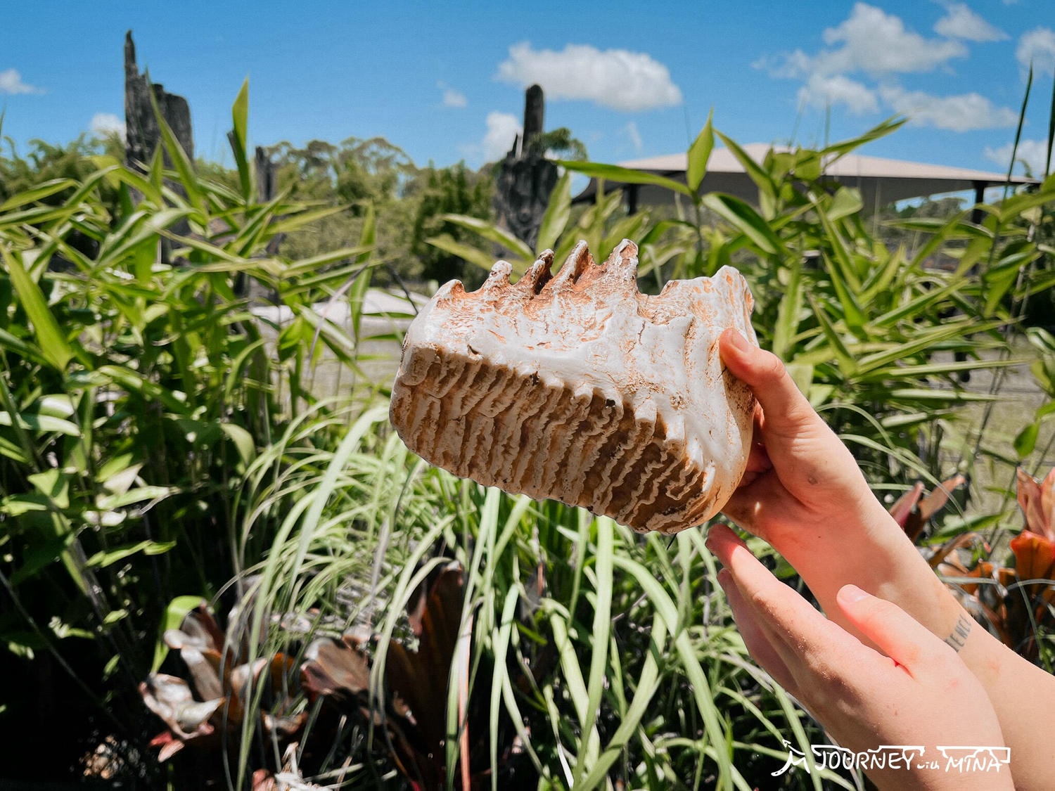 【澳洲動物園推薦】全澳最大Australia Zoo 門票、表演、交通全攻略!鱷魚先生、抱無尾熊、非洲動物 - 第11張圖
