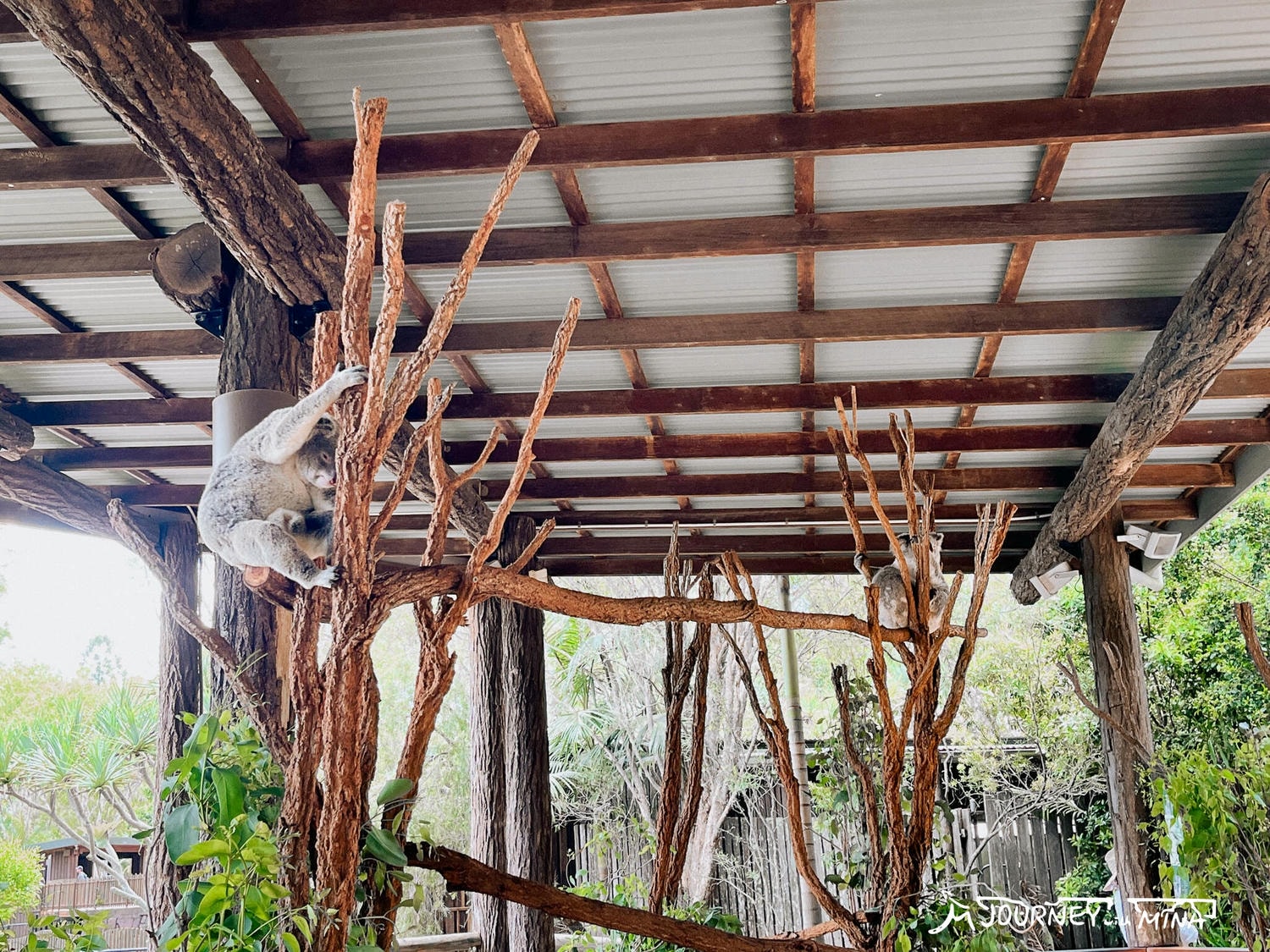 【澳洲動物園推薦】全澳最大Australia Zoo 門票、表演、交通全攻略!鱷魚先生、抱無尾熊、非洲動物 - 第13張圖