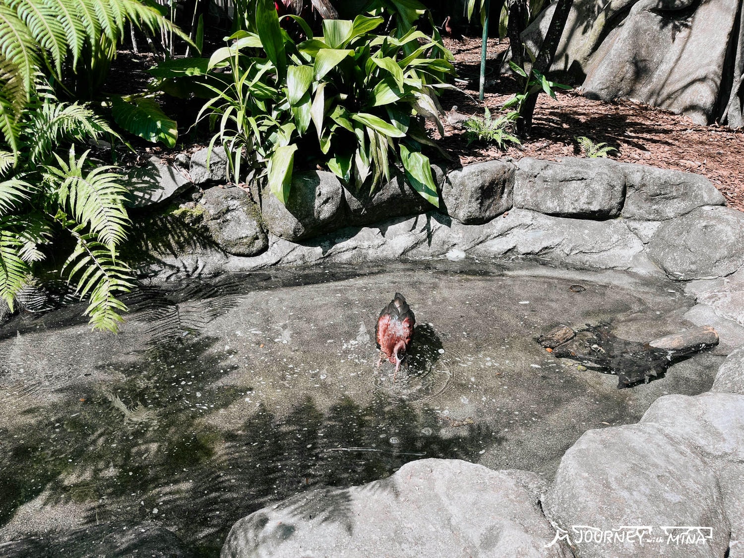 【澳洲動物園推薦】全澳最大Australia Zoo 門票、表演、交通全攻略!鱷魚先生、抱無尾熊、非洲動物 - 第15張圖