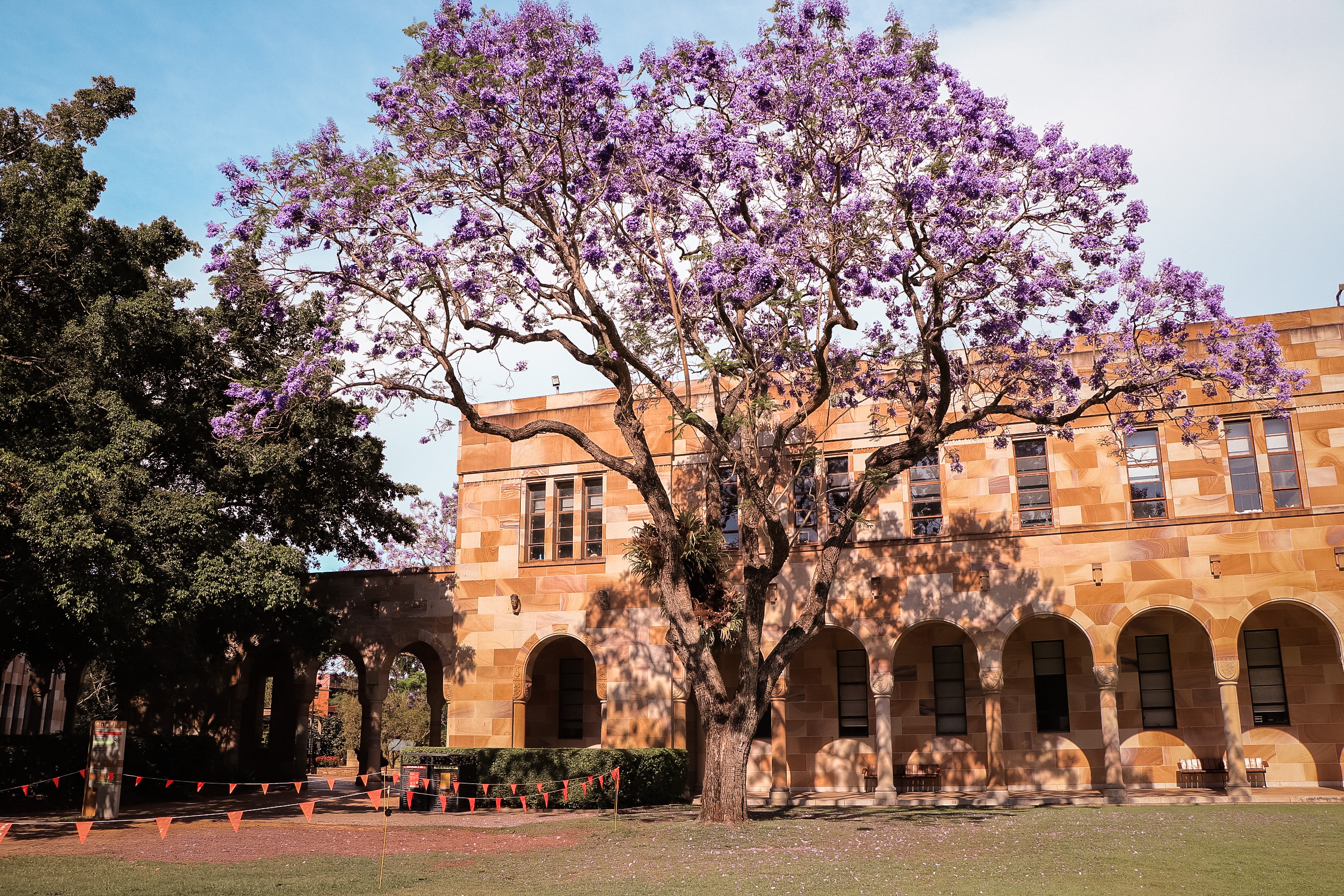 回到母校澳洲昆士蘭大學UQ!Campus tour徜徉在Jacaranda紫色隧道中 - 第4張圖 回到母校澳洲昆士蘭大學UQ!Campus tour徜徉在Jacaranda紫色隧道中