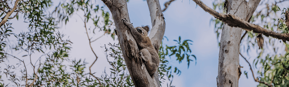 庫巴巴保護區 Coombabah Lakelands Conservation Area