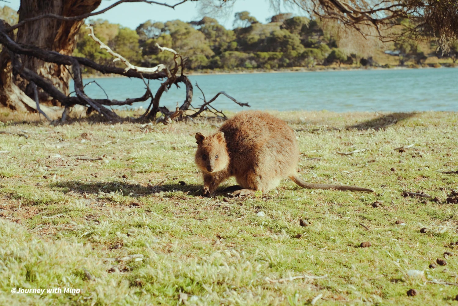 【西澳羅特尼斯島】 Rottnest island 一日遊尋找世界最開心動物微笑袋鼠之旅! - 第2張圖 羅特尼斯島