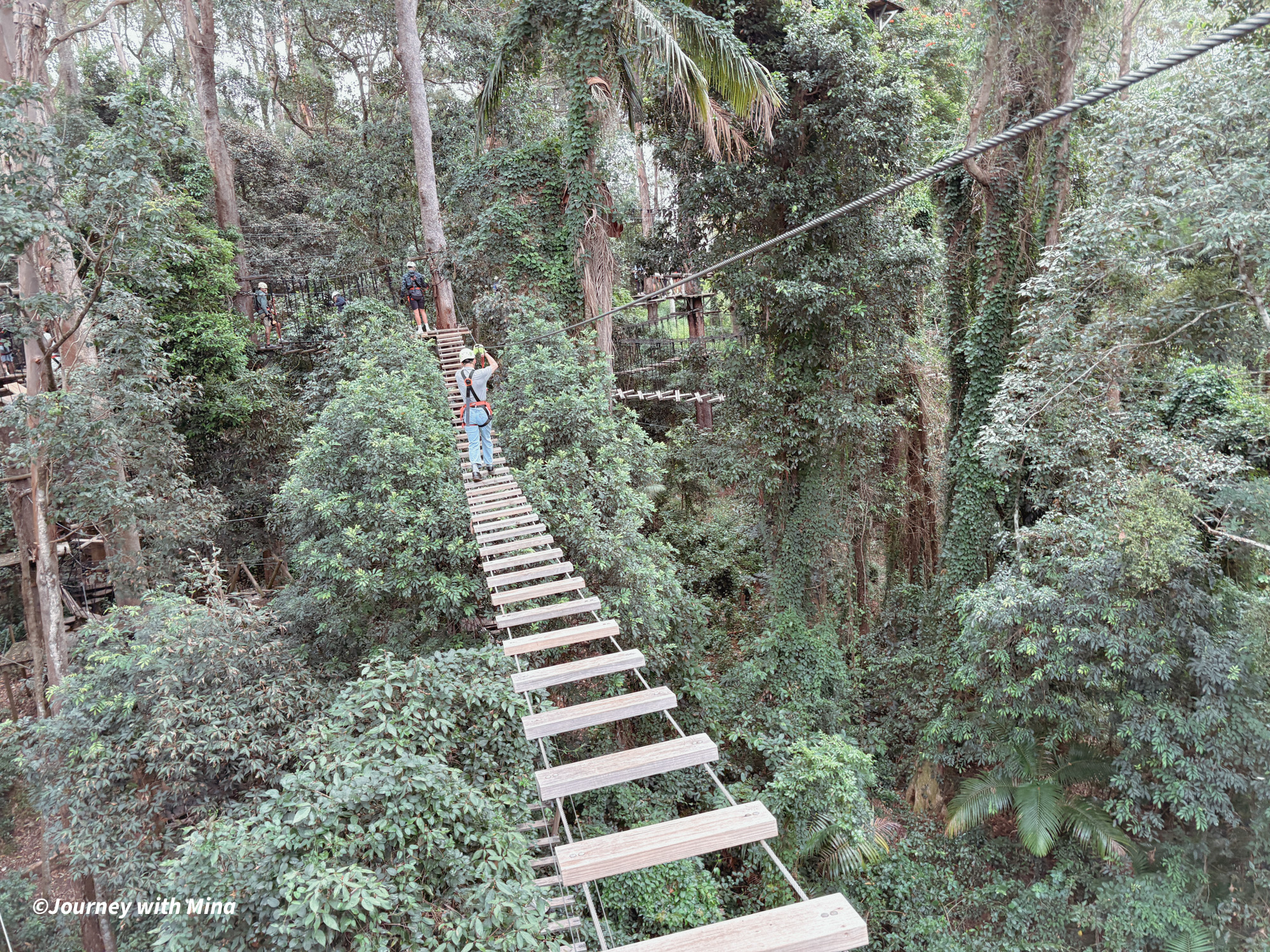 相見恨晚的澳洲極限運動！Tree Top Challenge 遊記特色/交通/門票（陽光海岸大鳳梨）