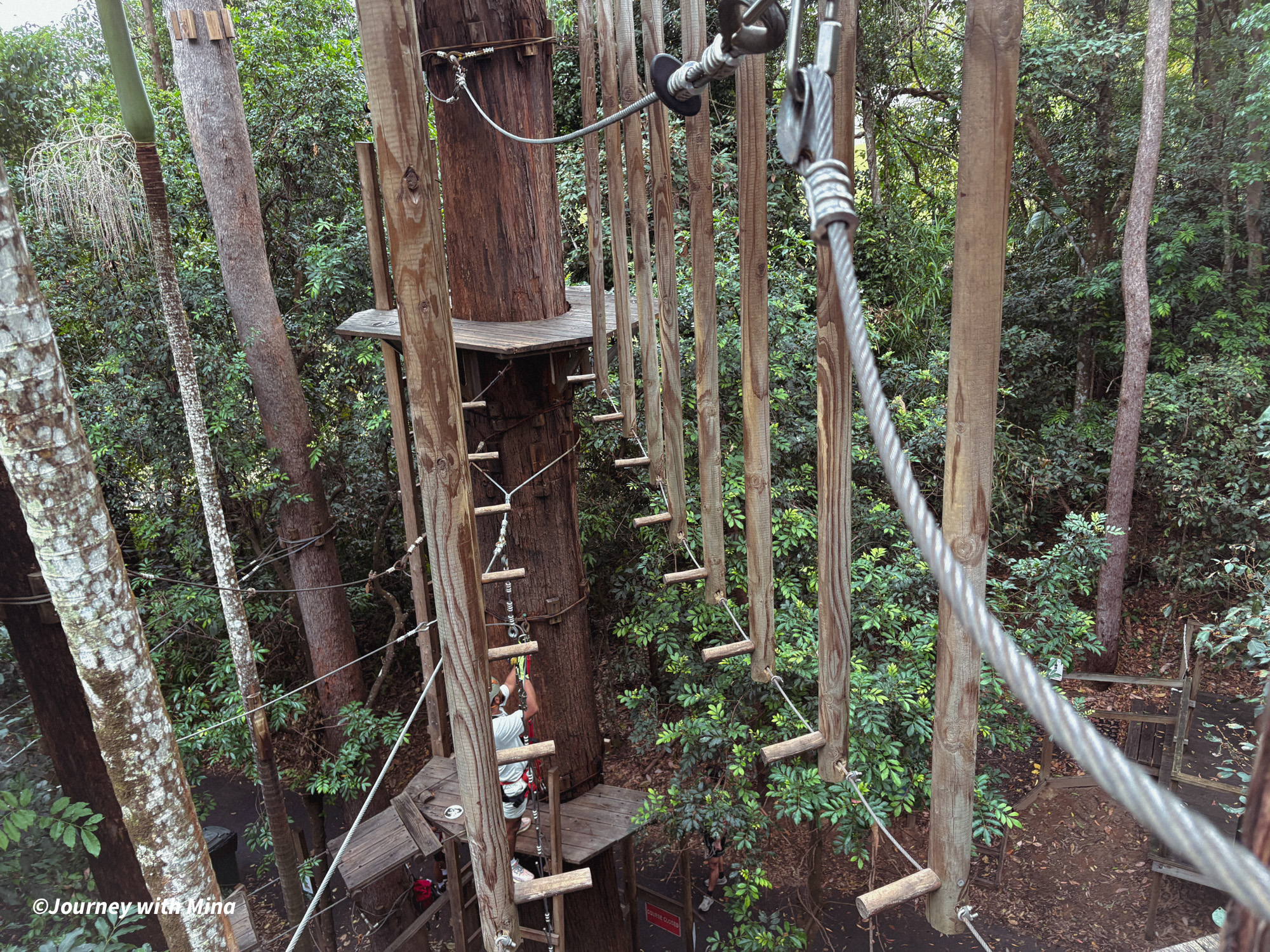 相見恨晚的澳洲極限運動！Tree Top Challenge 遊記特色/交通/門票（陽光海岸大鳳梨）