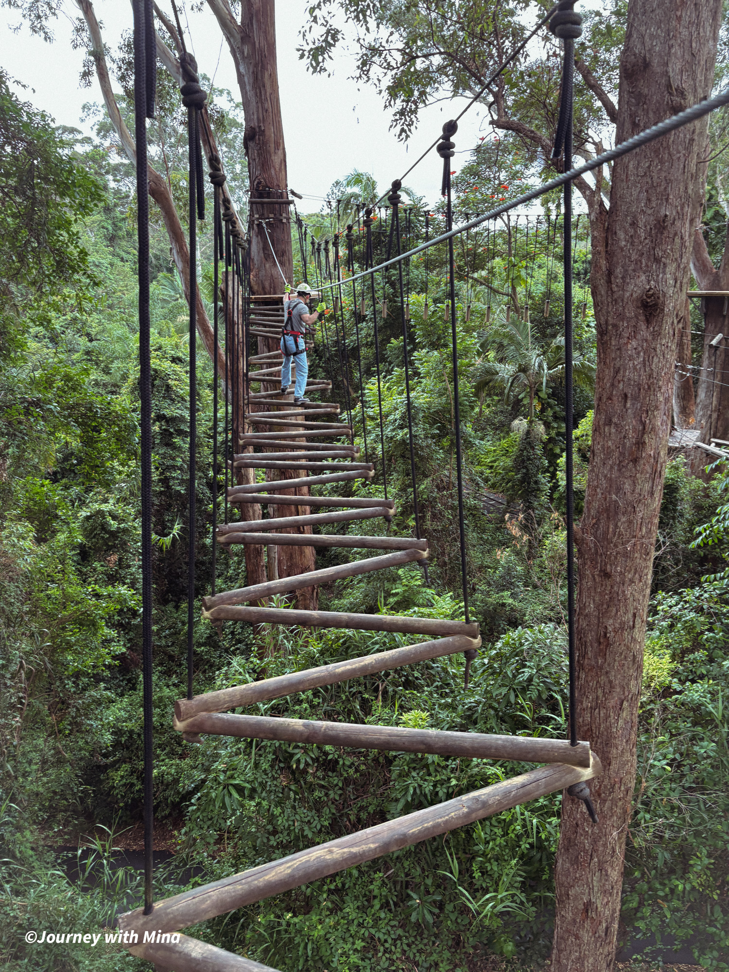 相見恨晚的澳洲極限運動！Tree Top Challenge 遊記特色/交通/門票（陽光海岸大鳳梨）